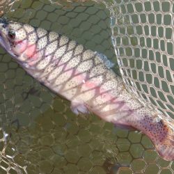 調子良く釣れる時間帯もあったが… ～大安ト…